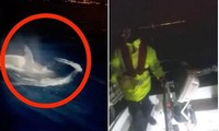 Ảnh cắt từ clip cho thấy con tàu bị cá voi sát thủ tấn công giữa đêm tối.