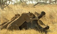 Chú voi chết thảm khi chạm trán bầy sư tử đói.