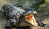 Một loài cá sấu tiền sử khổng lồ dài tới 7m từng thống trị các dòng sông ở Australia 