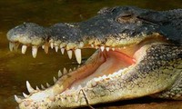 Cá sấu hoang dã là loài động vật nguy hiểm, hoàn toàn có thể tấn công người.