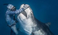 Thợ lặn bắt cá mập hổ khổng lồ để khám miệng.
