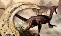 Không phải T-Rex với "cú đớp tử thần", khủng long Velociraptor mới là kẻ săn mồi vô địch thời tiền sử.