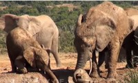 Đàn voi hợp sức giải cứu voi con khỏi vũng lầy