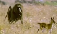 Khỉ đầu chó săn linh dương để &apos;đổi món&apos; nhưng bất thành 