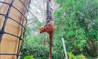 Trăn kim cương treo ngược để nuốt con mồi &apos;cỡ khủng&apos;