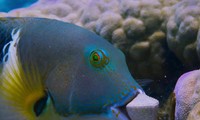 Cá thông minh, lợi dụng san hô để đập vỏ sò