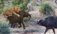 Trâu rừng tấn công sư tử để giải cứu cho voi con.