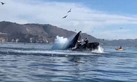 Cá voi lưng gù vô tình va trúng 2 người chèo thuyền.