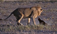 Sư tử tấn công lửng mật.