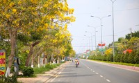 Chiêm ngưỡng đường hoa phong linh vàng rực trên đất sen hồng