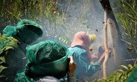 Khách du lịch trải nghiệm ăn ong ở rừng U Minh 