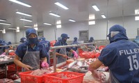 Vấn đề thẻ vàng IUU đang ảnh hưởng không tốt đến ngành khai thác, chế biến và xuất khẩu thủy sản của Việt Nam Ảnh: Cảnh Kỳ