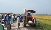 Nông dân Hương Long đổ ra đồng chầu chực chờ thuê máy gặt lúa