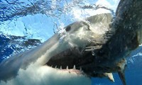 Cá mập trắng, ác mộng kinh hoàng của người đi biển ở Australia