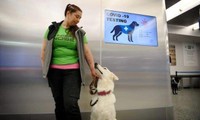 Chó đánh hơi vi rút corona và người huấn luyện tại sân bay Helsinki, Phần Lan.
