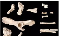 Bộ xương chó được tìm thấy ở ngôi mộ cổ cùng hài cốt của 11 người, chủ nhân của nó.