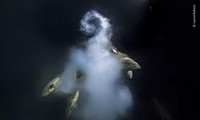 Bức ảnh bùng nổ về sự thụ tinh của cá mòi ở Fakarava, nam Thái Bình Dương, đoạt giải thưởng "Nhiếp ảnh gia về động vật hoang dã của năm" năm 2021.