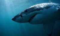 Cá mập trắng chuyên săn hải cẩu và những vụ tấn công người là do chúng nhầm lẫn con người với hải cẩu