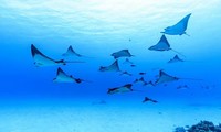 Phát hiện loài sứa vương miện &apos;khổng lồ&apos; có màu đỏ như máu 