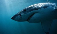 Cá mập trắng nặng nửa tấn nổi ngoài khơi New Jersey: Điều gì sẽ xảy ra? 