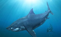 Sự thật về loài cá mập khổng lồ thống trị biển sâu hơn 20 triệu năm