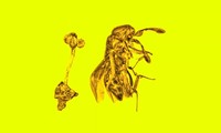 Kỳ lạ miếng hổ phách có bông hoa và con ong bắp cày 30 triệu năm còn nguyên vẹn 
