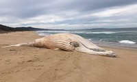 Xác cá voi lưng gù trắng cực hiếm dạt vào bãi biển Australia 