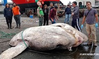 Cá thái dương khổng lồ ở Bồ Đào Nha lập kỷ lục mới