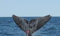 Thêm hàng chục con cá voi bị bệnh và bị thương ở Bắc Đại Tây Dương 