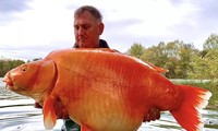 Câu được cá vàng khổng lồ nặng 30kg 