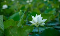 Sen trắng xứ Huế Ảnh: Văn Đình Huy