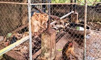 Nhà chùa ở Huế bất ngờ giao nộp cả đàn khỉ phóng sinh quý hiếm cho kiểm lâm