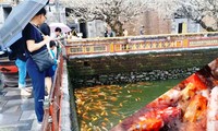 Du khách thích thú khi gắm đàn cá Koi, cá chép màu số lượng lên đến 5.000 con trong hồ Thái Dịch - Đại nội Huế ngay ngày đầu năm mới.
