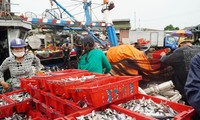 Những mẻ cá cuối cùng cập cảng tại TT-Huế trước khi bão số 5 đi vào đất liền.