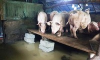 Chuồng lợn được đưa đến nơi cao nhất có thể trong nhà.