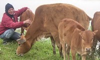 Các đàn gia súc tại TT-Huế đang đối mặt với đợt rét đậm mạnh nhất, với nhiệt độ xuống rất thấp sau nhiều năm lại đây.