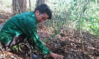 Công nhân chỉ điểm nơi an vị xác thai nhi trong khuôn viên Nhà máy xử lý rác thải thành phố Cà Mau.