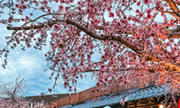 Khu chợ đêm đậm chất Nhật Bản giữa lòng Bangkok: Địa điểm mới cho &quot;tín đồ&quot; du lịch Thái Lan