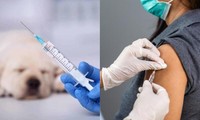 75 người ở Chile bị tiêm vắc-xin dành cho chó nhưng bác sĩ vẫn cố cãi chẳng sao cả