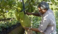 Ấn Độ: Người dân lo ngại tai nạn khi một người đi đường bị mít rơi trúng đầu bất tỉnh
