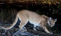 Mỹ: Người mẹ tay không đánh nhau với sư tử núi để cứu sống con trai 5 tuổi