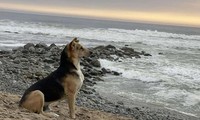 Chú chó ngày nào cũng ra biển ngồi đợi người chủ sẽ không bao giờ trở về, ai cũng xúc động
