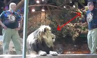 Nhân viên sở thú ở Mỹ bị sư tử đực tấn công, không ngờ lại được chính sư tử cái cứu mạng