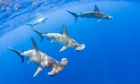 NASA cảnh báo “núi lửa cá mập” đang bắt đầu phun trào, ở đó có những điều kỳ lạ gì?