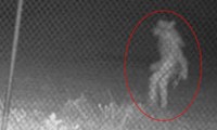 Mỹ: Camera ghi được hình ảnh sinh vật bí ẩn lúc 1h sáng, dân mạng phản ứng ra sao?