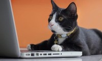 Cô giáo bị cho nghỉ việc vì mèo cưng ngó vào màn hình dạy online đã được xử thắng kiện