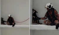 Chú chó hờn dỗi ngồi ở rìa tường tầng 7, đội cứu hộ đến dỗ dành còn vênh mặt quay đi