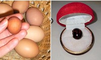 Quả trứng luộc bị bỏ quên suốt 20 năm bất ngờ trở thành &quot;viên ngọc&quot; đắt giá