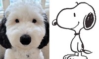 Chú chó hoạt hình Snoopy phiên bản đời thực, ai trông thấy cũng muốn xin về nuôi