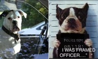 Sợ bị kiểm tra nồng độ cồn, một tài xế đổi chỗ để cho chú chó của mình ngồi lái xe